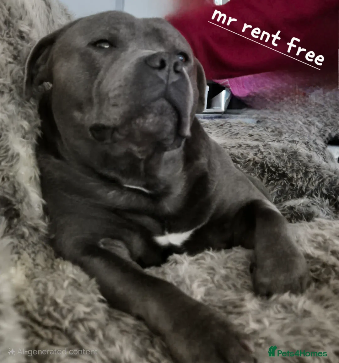 Staffordshire Bull Terrier dogs for stud: Maximus Prime ready for Stud in Birmingham - Advert 3