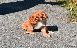 Cavalier King Charles Spaniel dogs for sale: Ruby red King Charles cavalier  - Image 3