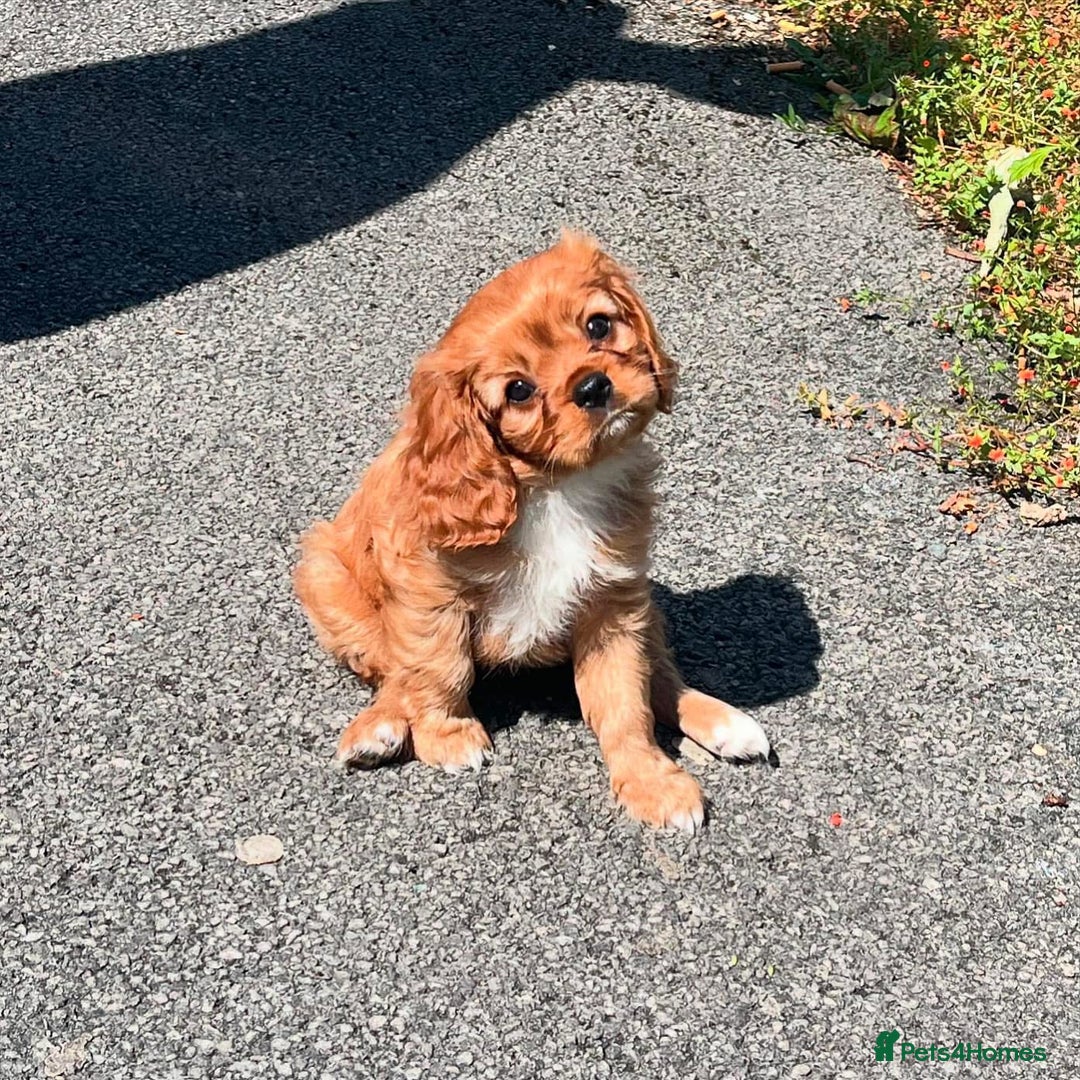 Cavalier King Charles Spaniel dogs for sale: Ruby red King Charles cavalier  - Image 3