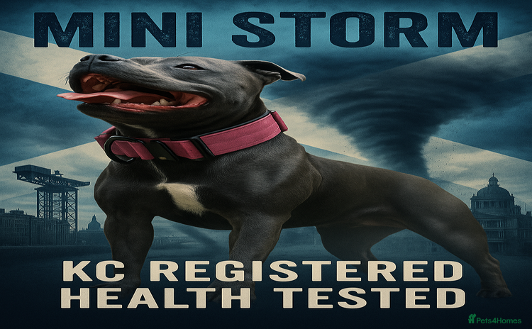 Staffordshire Bull Terrier dogs - Advert 1