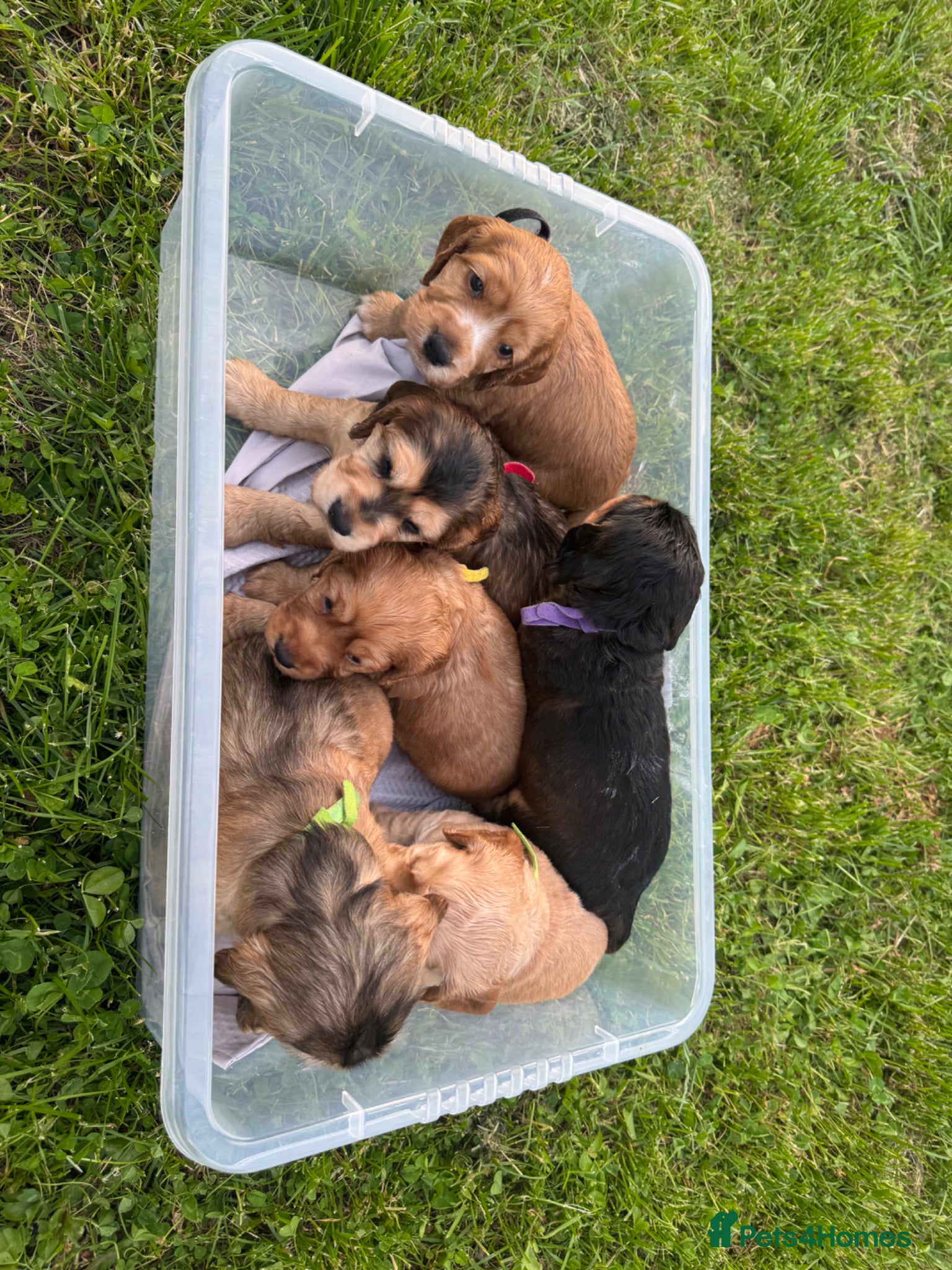 Cocker Spaniel dogs Working cocker spaniel puppies for sale - Advert 8