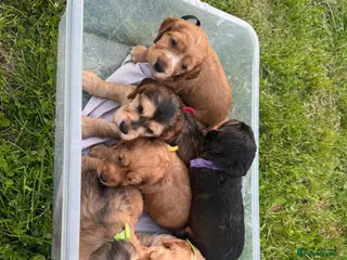 Cocker Spaniel dogs Working cocker spaniel puppies for sale - Advert 8