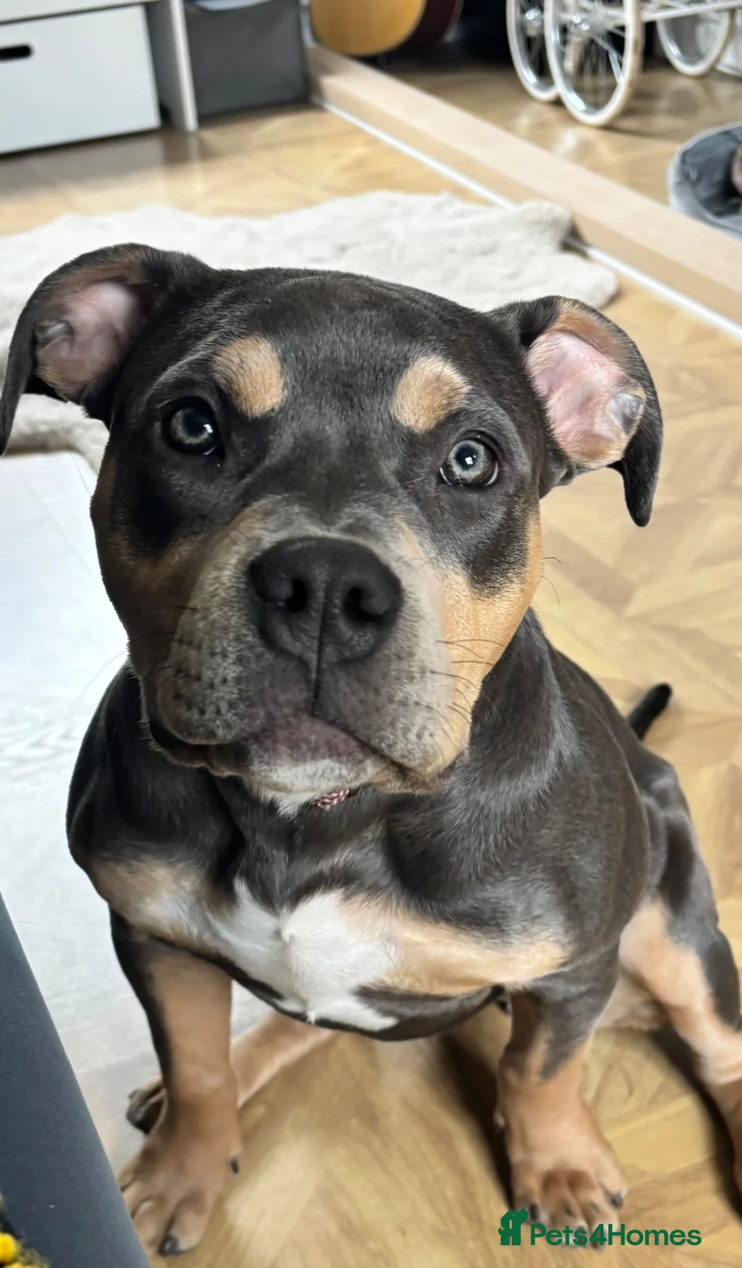 American Bully dogs for sale: Coco nearly 7 months. Beautiful girl.  - Advert 15