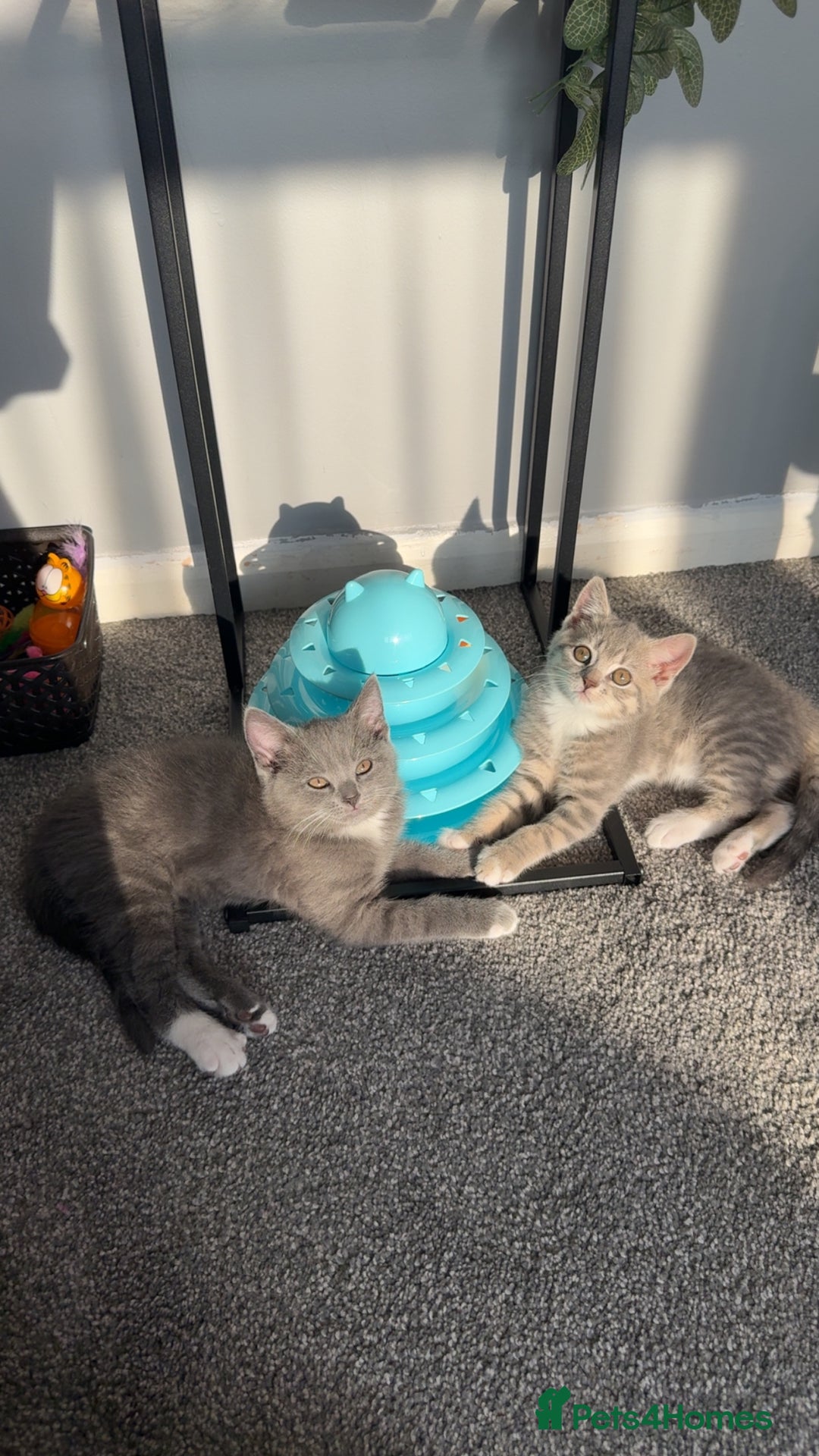 Mixed Breed cats for sale: Grey kittens  - Image 1