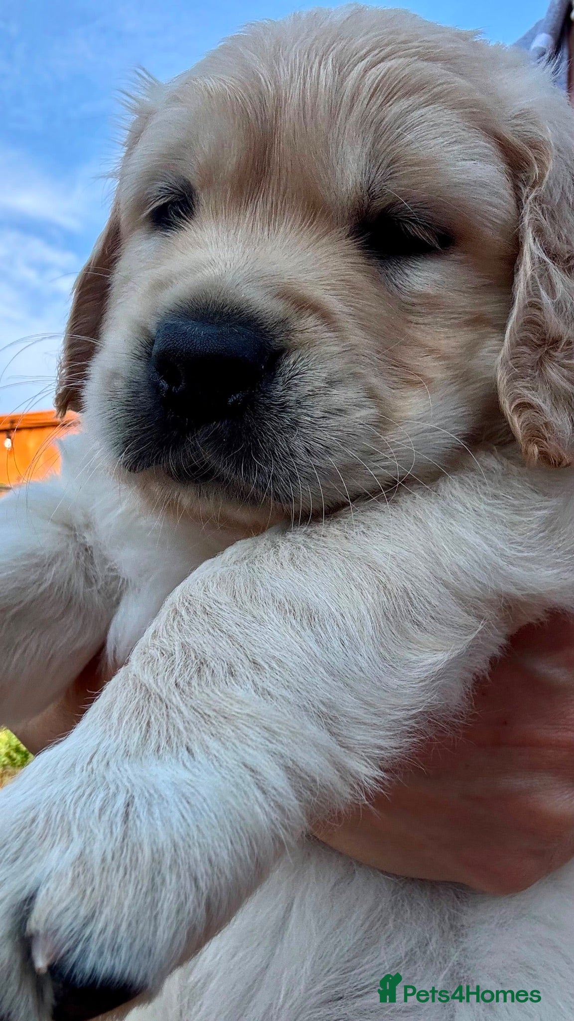 Golden Retriever dogs LARGE SIZE PURE GOLDEN RETRIEVER PUPPIES!!! - Advert 6