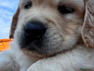 Golden Retriever dogs LARGE SIZE PURE GOLDEN RETRIEVER PUPPIES!!! - Advert 6