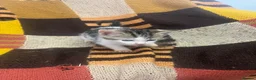 Mixed Breed cats for sale: Kittens looking for their forever homes  - Advert 3