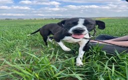 Pointer dogs for adoption: Phoebe, cuddly pointer girl, ready for her forever - Image 2