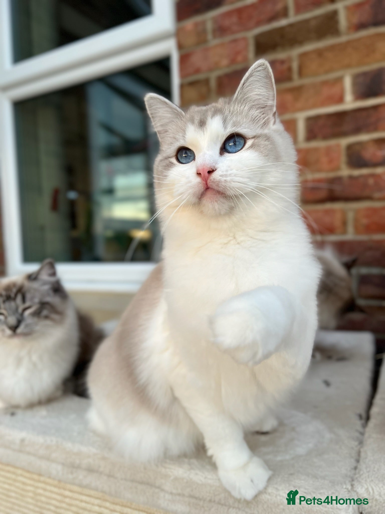 Ragdoll cats Sweet Ragdoll male and females for loving homes - Advert 17