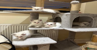 Ragdoll cats - Advert 12