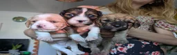 Mixed Breed dogs for sale: Stunning puppy for sale in Llangammarch Wells - Advert 7