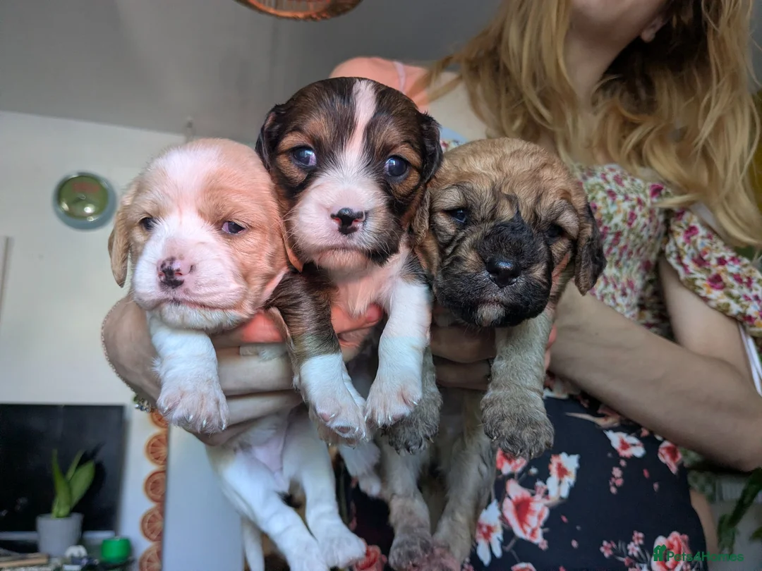 Mixed Breed dogs for sale: Stunning puppy for sale in Llangammarch Wells - Advert 7