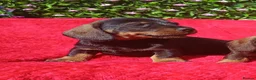 Miniature Dachshund dogs for sale: MINI WIRES KC REG PRA CLEAR - Advert 10
