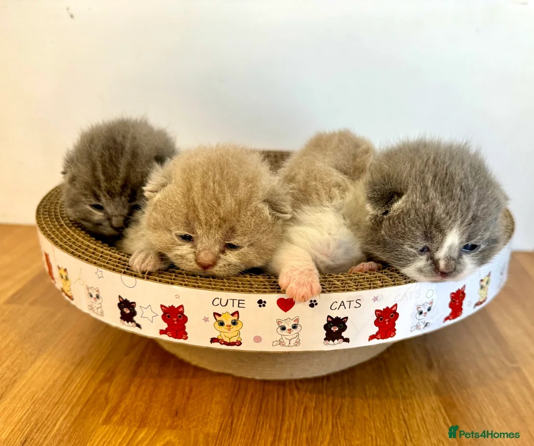 British Shorthair cats for stud: British Shorthair Blue Stud in Littlehampton - Advert 4