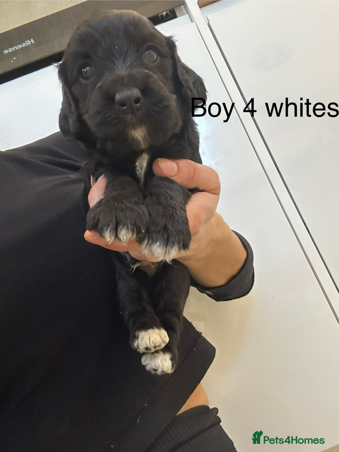 Cockapoo dogs for sale: Beautiful cockapoos  - Image 15