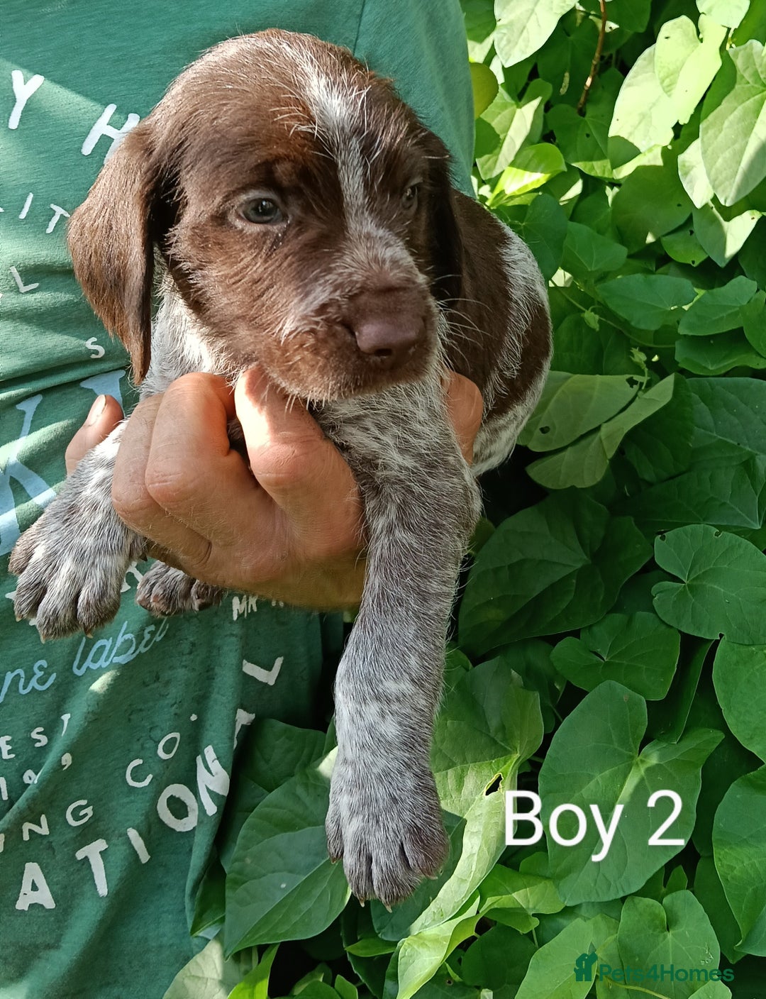 Mixed Breed dogs for sale: New Norfolk Spaniels- Ready Now - Image 11