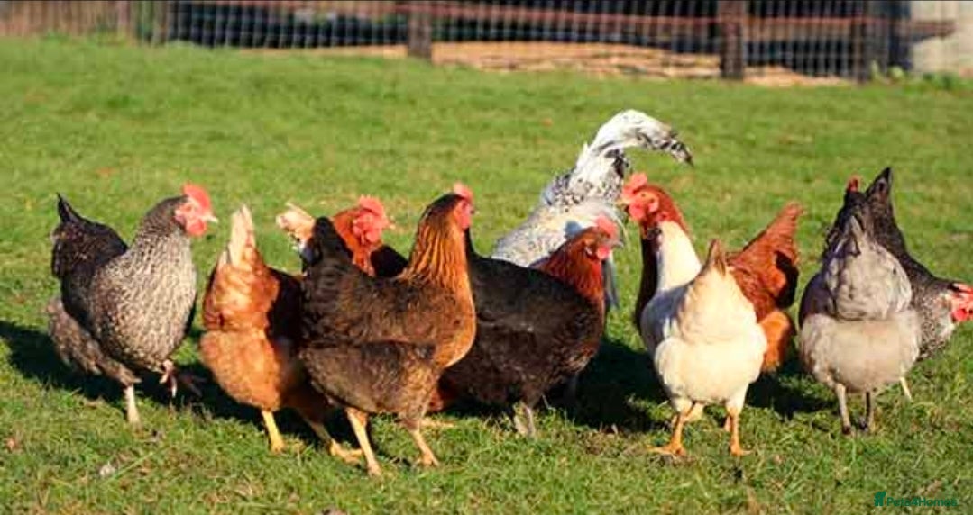 Mixed Breed poultry Mixed breed laying hens and chicks for sale - Advert 5