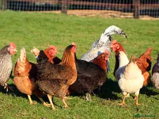 Mixed Breed poultry Mixed breed laying hens and chicks for sale - Advert 1