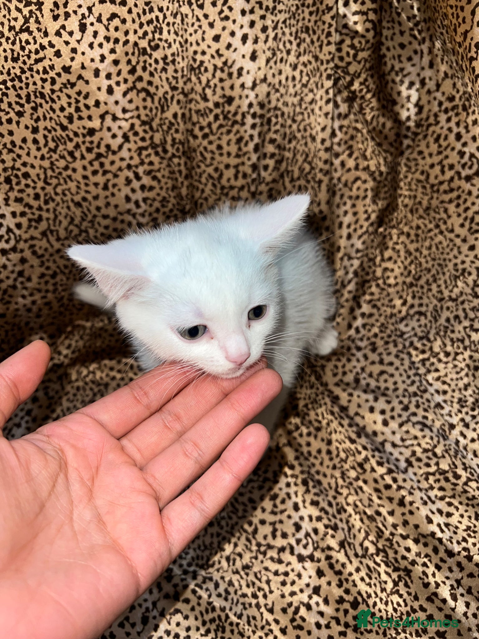 Turkish Angora cats Turkish Angola white kitten / BOY - Advert 2