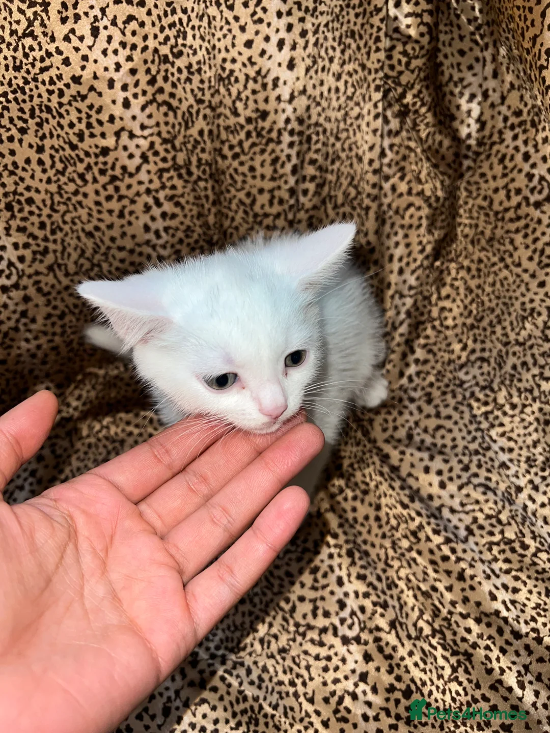 Turkish Angora cats for sale: Turkish Angola white kitten / BOY - Advert 1