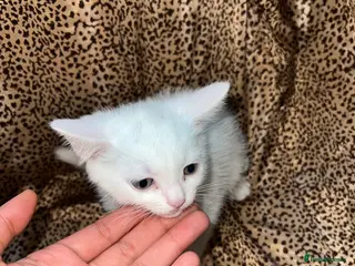 Turkish Angora cats Turkish Angola white kitten / BOY - Advert 3