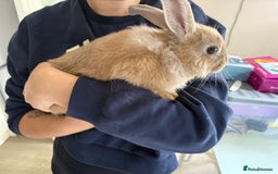Mixed Breed rabbits for sale: One male rabbit  - Image 7