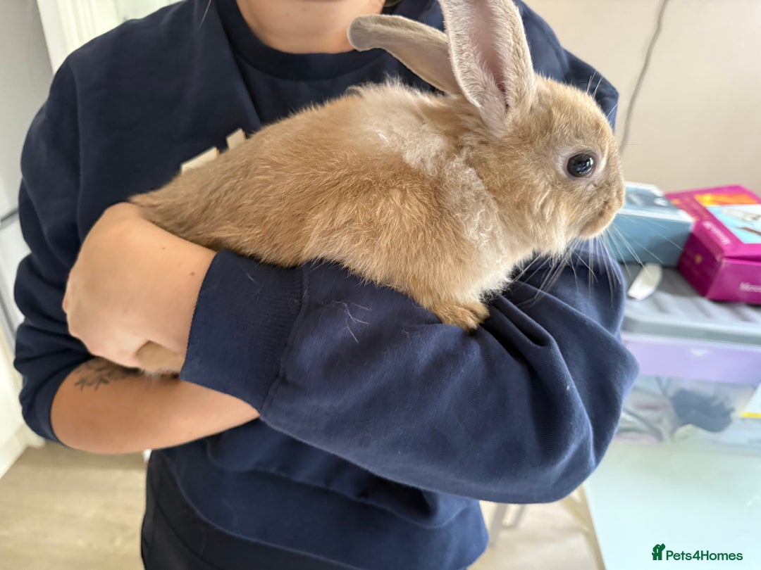 Mixed Breed rabbits for sale: One male rabbit  - Image 7