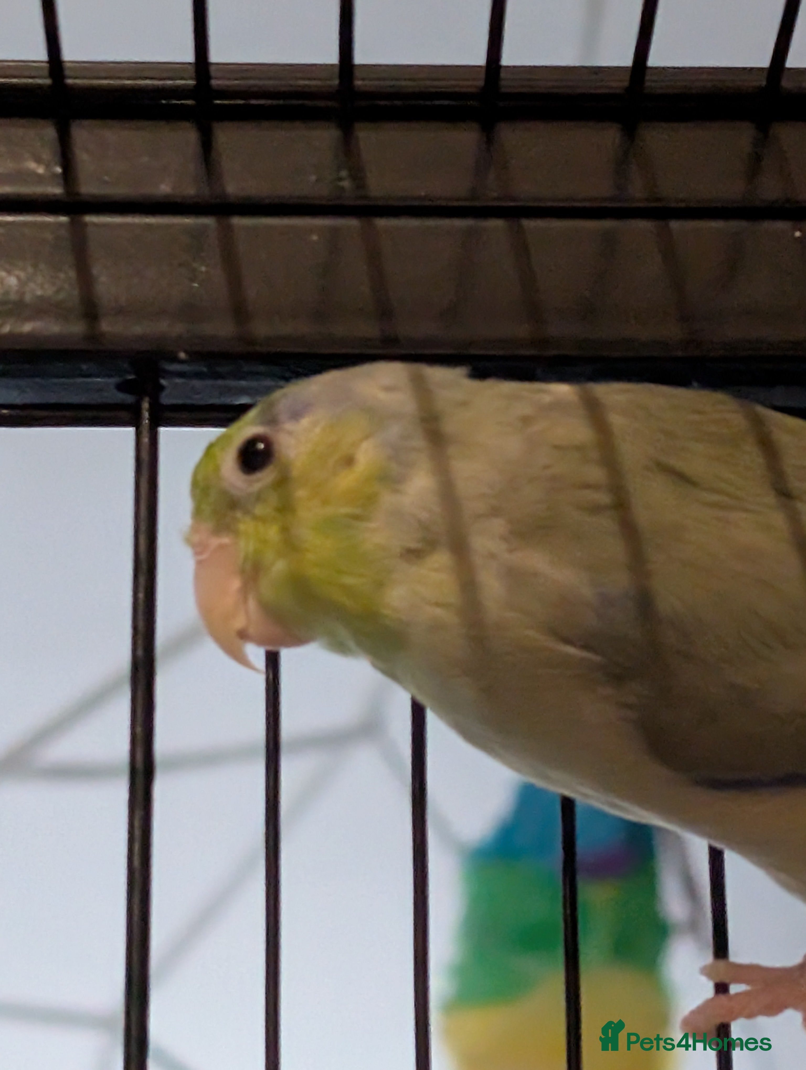 Parrots birds 2 male parrotlets - Advert 3