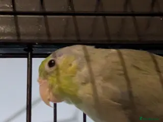 Parrots birds 2 male parrotlets - Advert 2