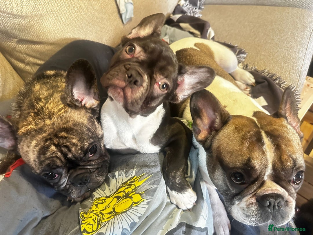 French Bulldog dogs for sale: Last kc registered french bulldog female - Advert 2