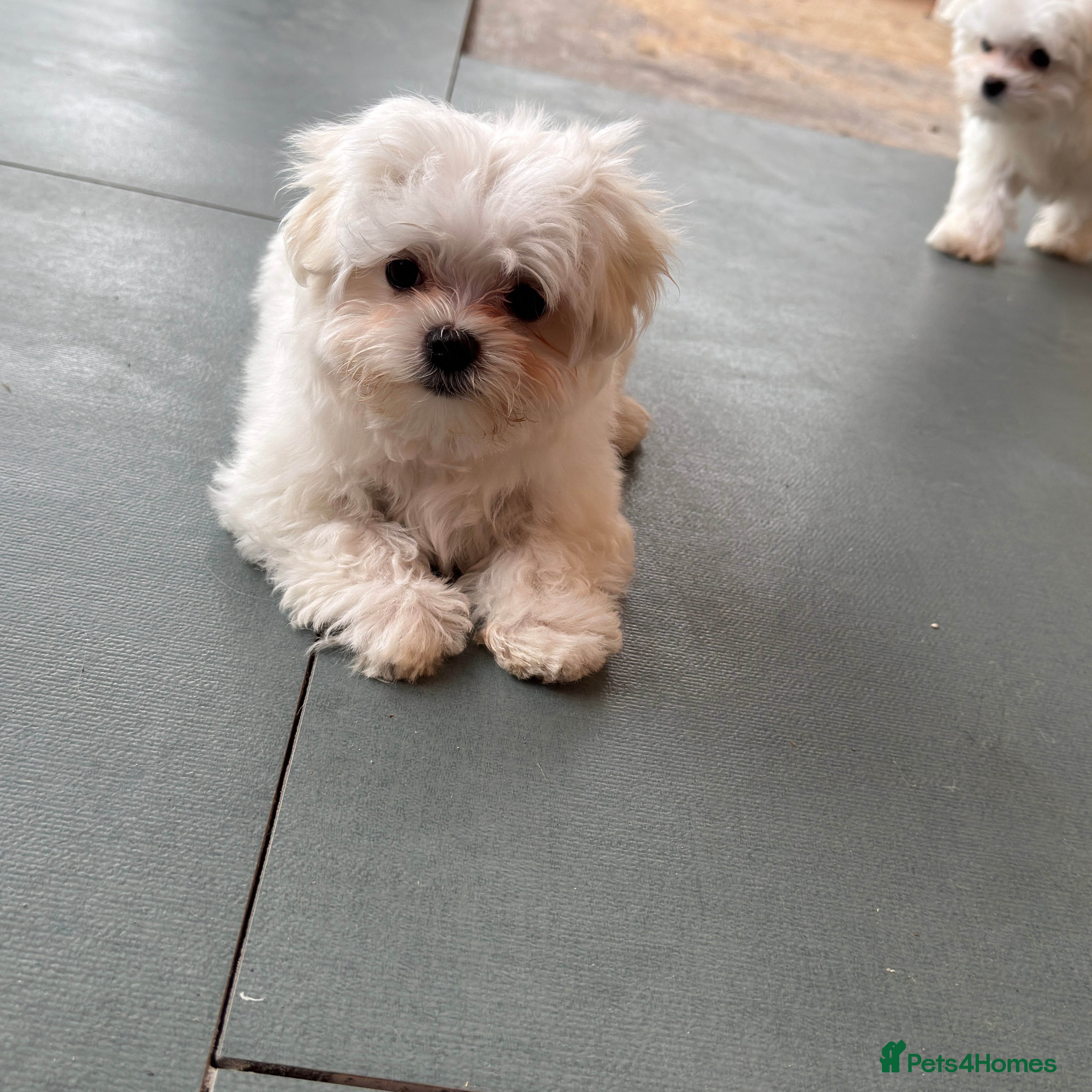 Maltese dogs Korean Maltese puppy’s available  - Advert 12