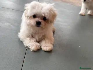 Maltese dogs Korean Maltese puppy’s available - Advert 12