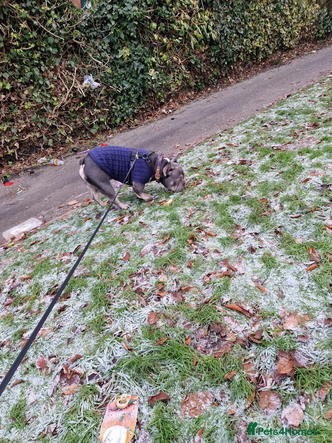 French Bulldog dogs for sale: 5 year old male french bulldog - Advert 2