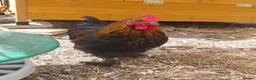 Chickens poultry for sale: Handsome Pekin Cockerels Free - Advert 5
