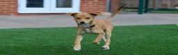 Mixed Breed dogs for adoption: Trudy - Advert 28