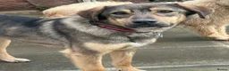 Mixed Breed dogs for adoption: Malia - Norwich Norfolk  - Advert 3