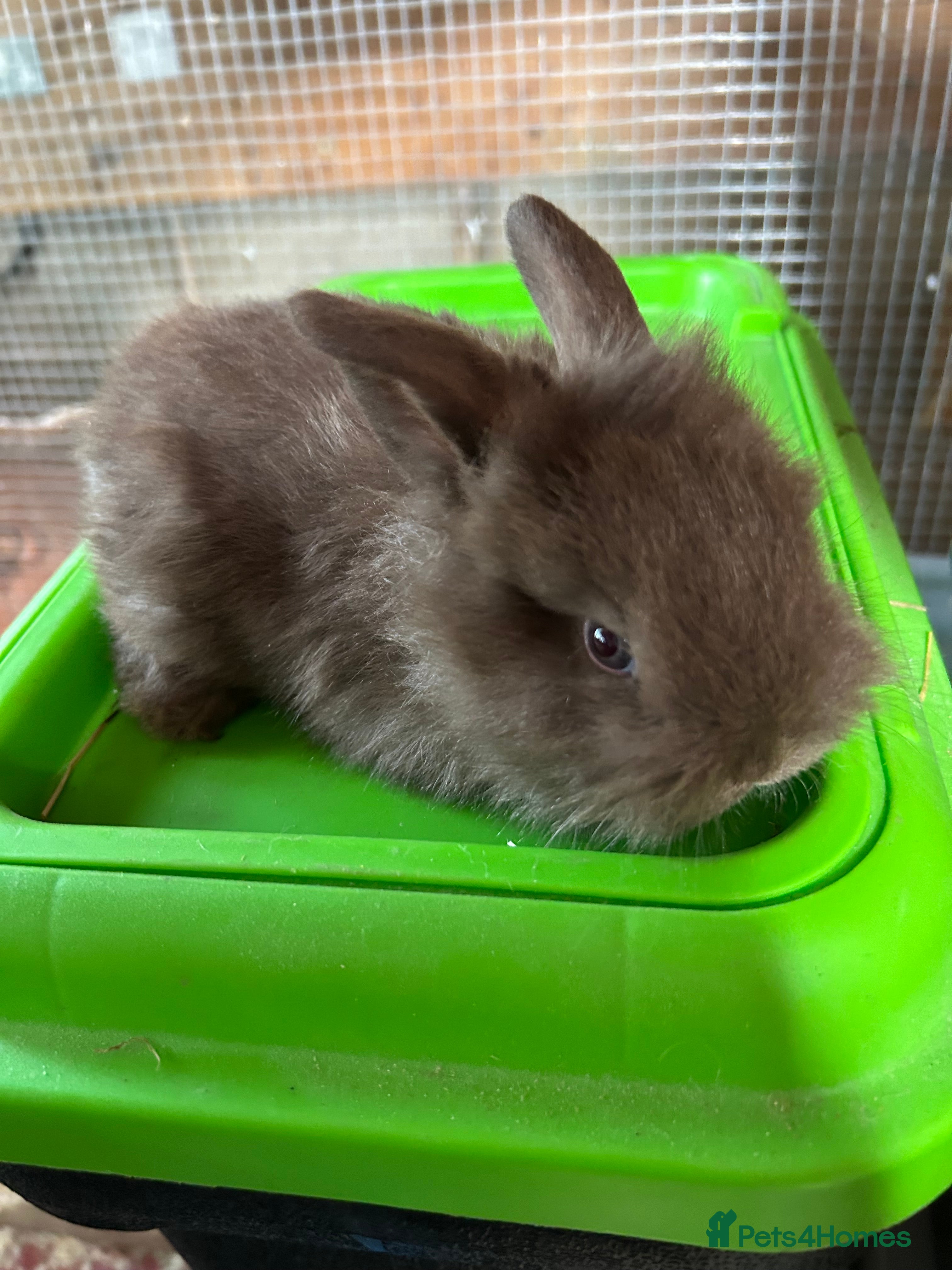 Mixed Breed rabbits Baby rabbits  - Advert 23