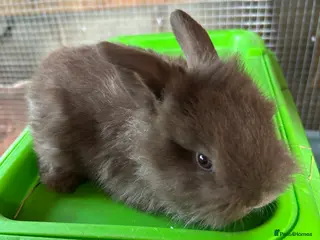 Mixed Breed rabbits Baby rabbits - Advert 20