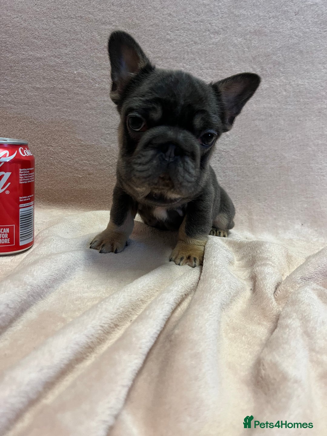 French Bulldog dogs for sale: French bulldog 2 males.One full pink,one blue tan - Advert 12