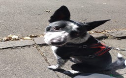 Border Collie dogs for sale: Border collie looking for new home - Image 5