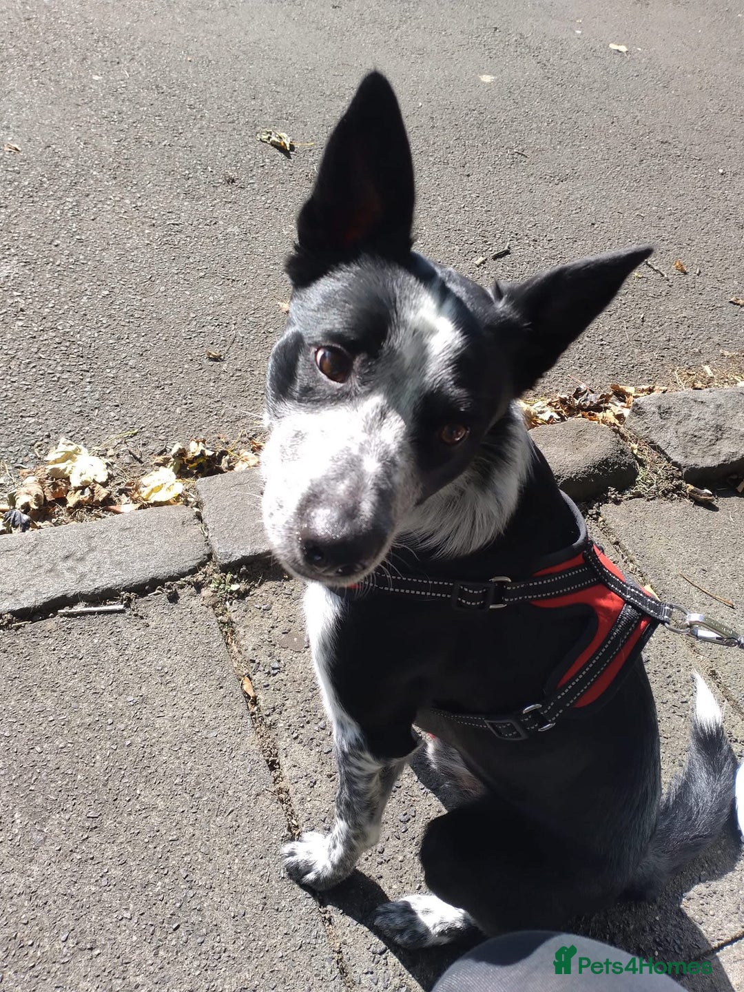 Border Collie dogs for sale: Border collie looking for new home - Image 5