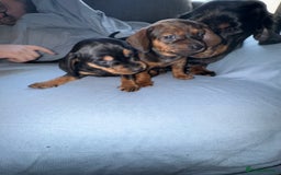 Mixed Breed dogs for sale: Docker - miniature daschund X American cocker  - Image 16