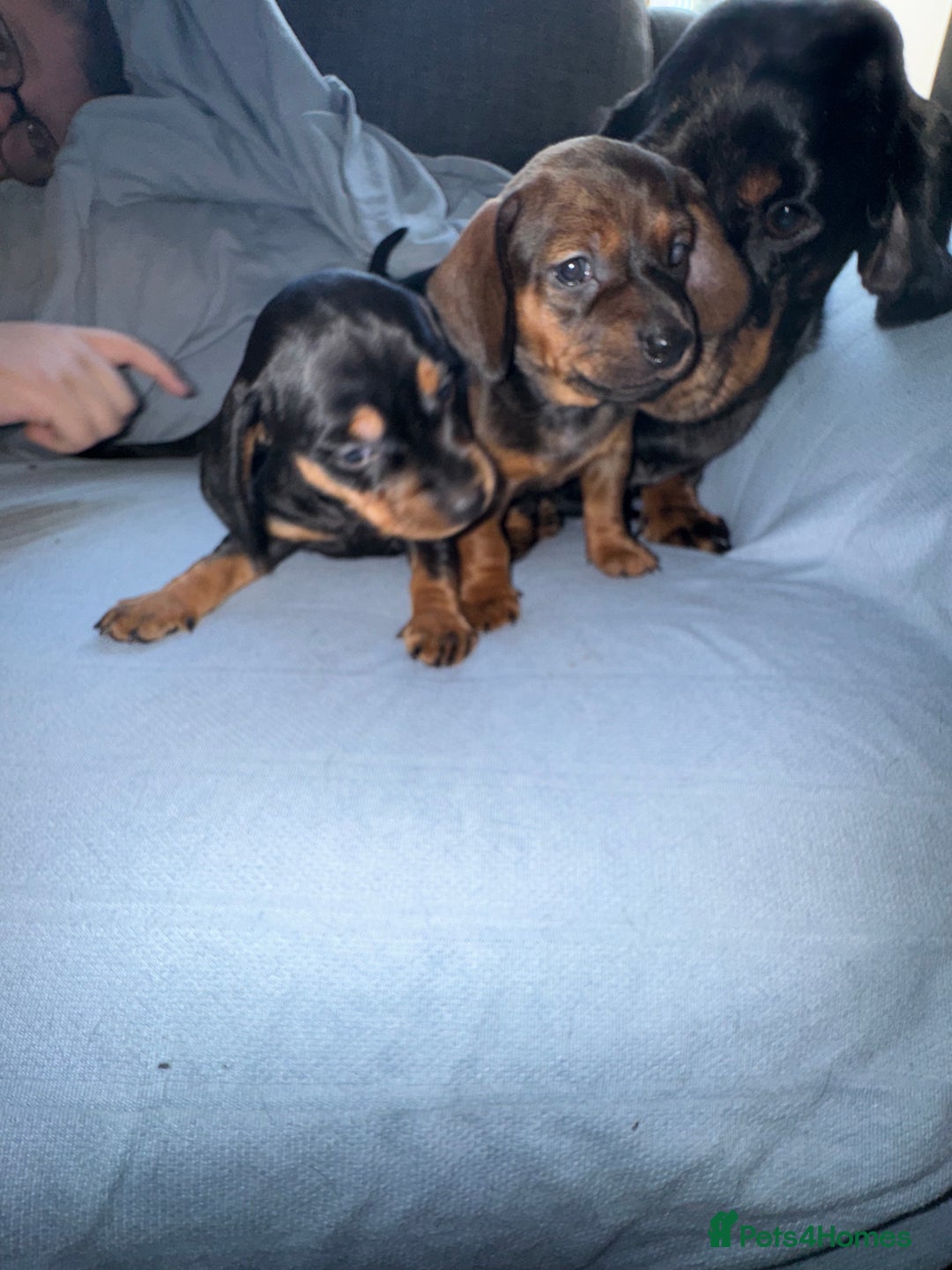 Mixed Breed dogs for sale: Docker - miniature daschund X American cocker  - Image 16