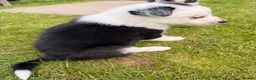 Border Collie dogs for sale: Gorgeous Border Collie puppies  - Advert 11