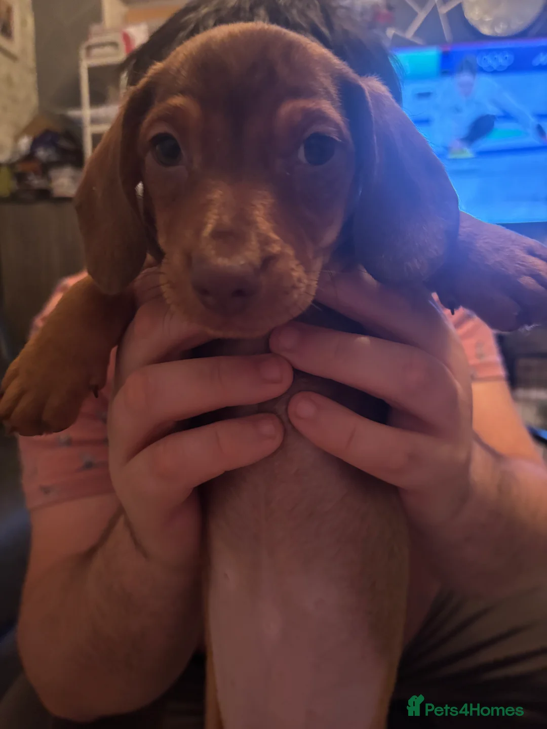 Dachshund dogs for sale: Dachshund choc-based-red puppies available now!! - Advert 19