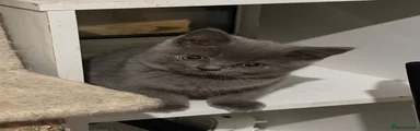 British Shorthair 2