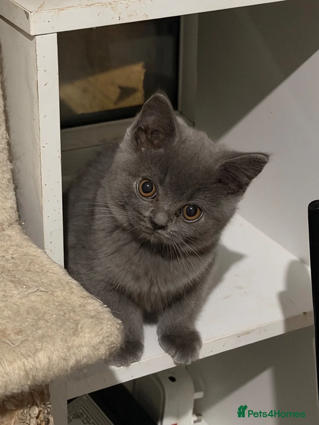 British Shorthair cats for sale: 3 British shorthair kittens  in London - Advert 2