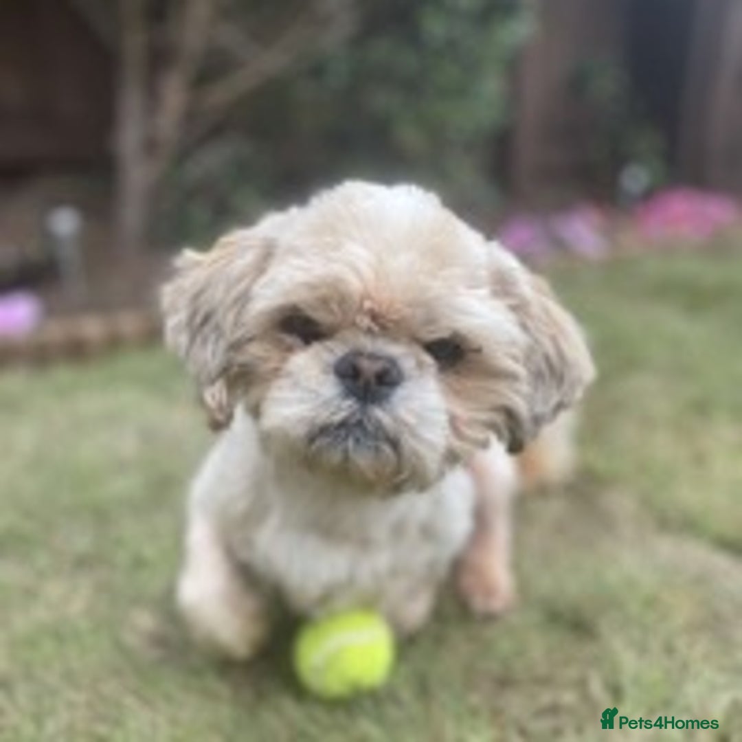 Shih Tzu dogs for stud: KC registered , beautiful stud dog in Cullompton - Advert 5