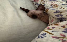 Sphynx cats for sale: Sphynx kittens - Image 3