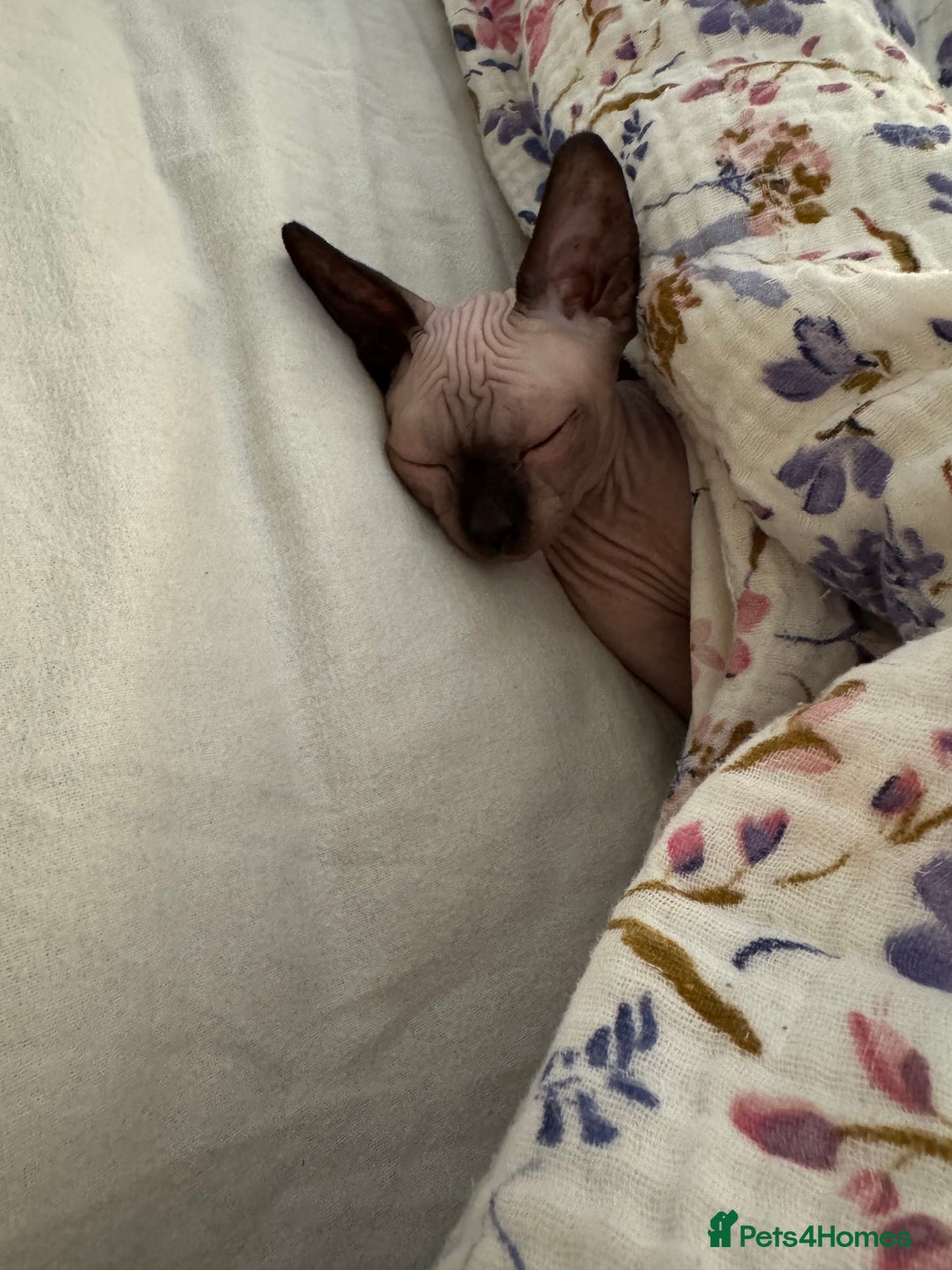 Sphynx cats for sale: Sphynx kittens - Image 3